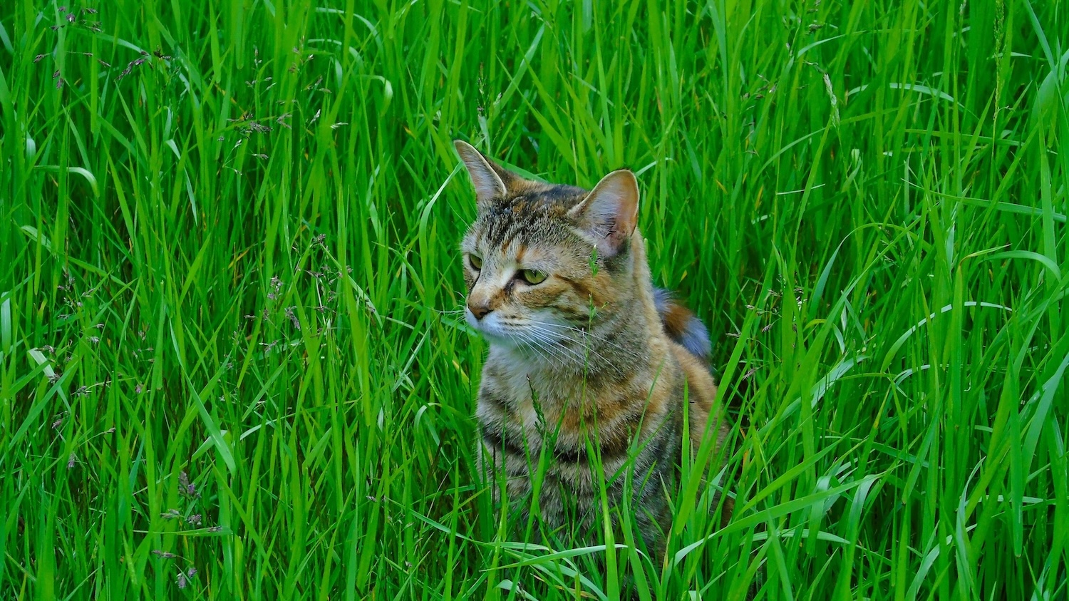 Tierarzt mit Hund
