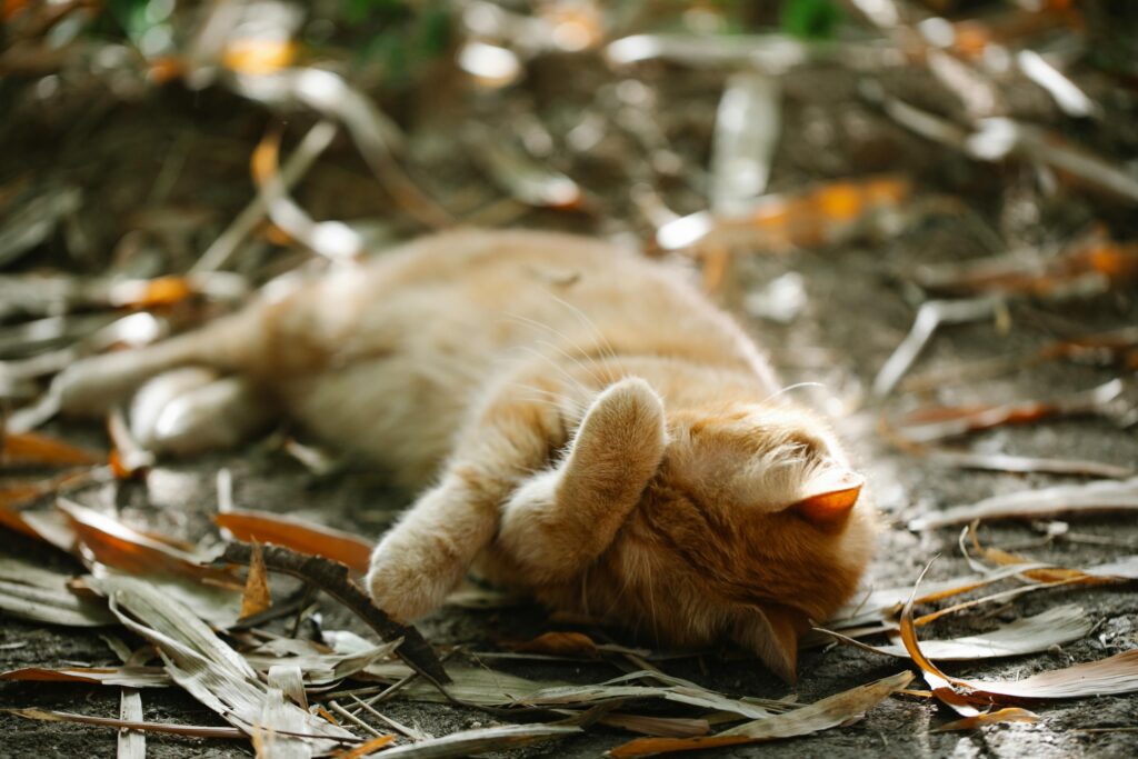 Bild einer draußen im Schatten schlafenden, rot getigerten Katze