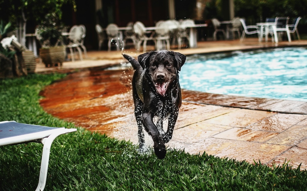 Bild eines nassen Hunds, der vor einem Pool auf die Kamera zu läuft.