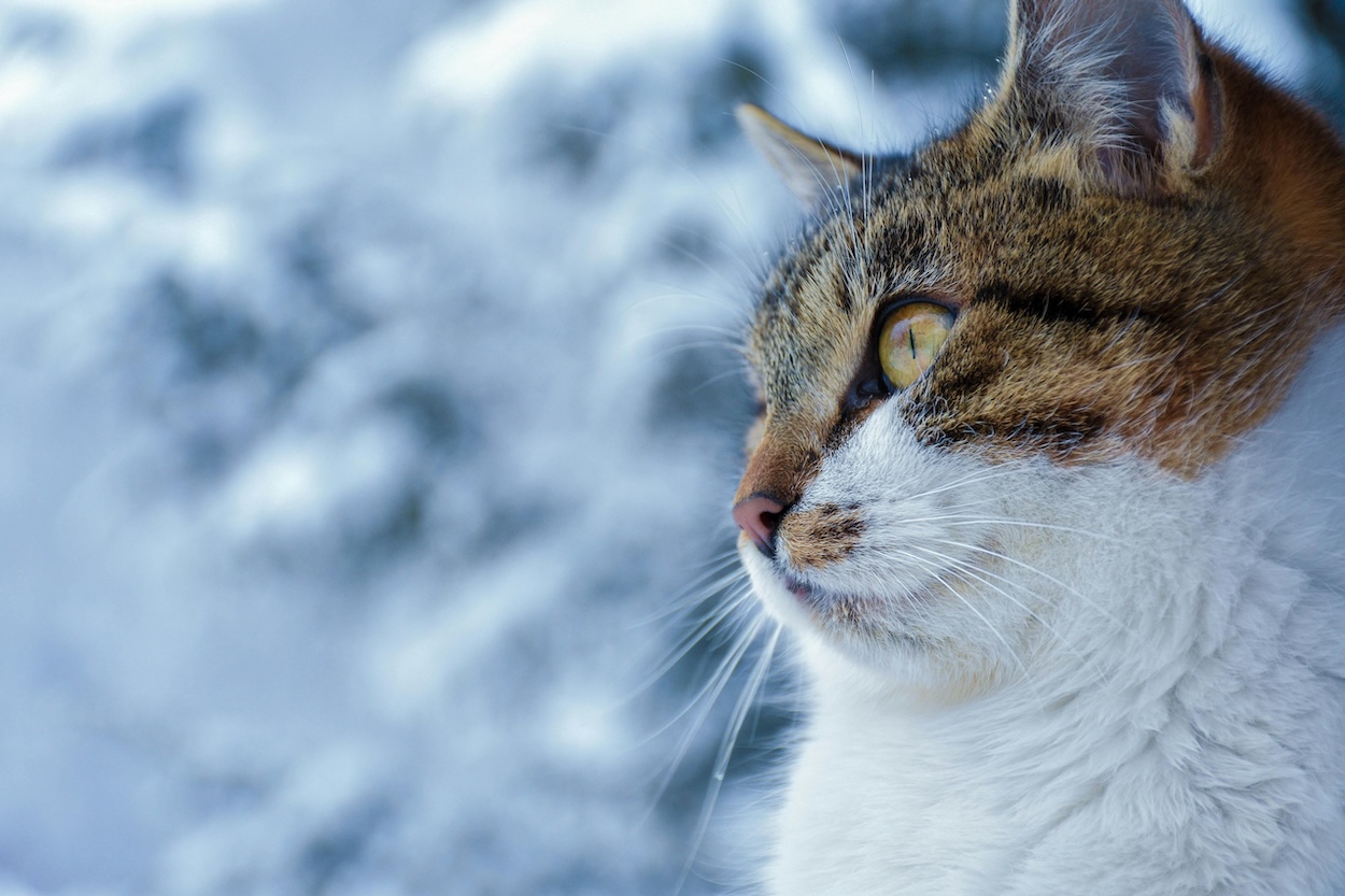 Nahaufnahme einer getigerten Katze mit gelben Augen vor unscharfem, winterlichem Hintergrund.