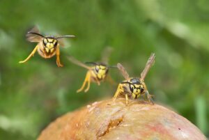 drei Wespen fliegen auf den Betrachter zu.